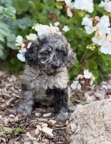 Cockapoo puppies - Photo 3