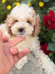 Cockapoo puppies - Photo 4