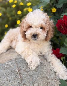 Cockapoo puppies - Photo 5