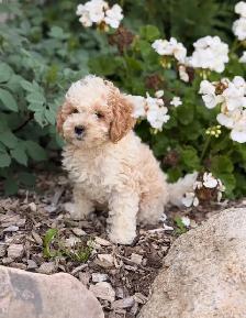 Cockapoo puppies - Photo 6