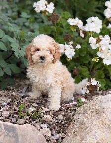 Cockapoo puppies - Photo 7
