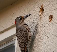 Woodpecker Hole Damage Repair / Stucco Patch / Deterrent - Photo 2