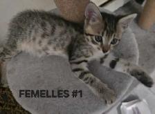 SAVANNAH HIGHLANDER FEMELLES DISPONIBLE - Photo 2