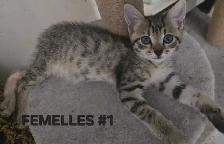 SAVANNAH HIGHLANDER FEMELLES DISPONIBLE - Photo 3