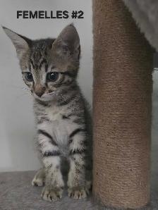 SAVANNAH HIGHLANDER FEMELLES DISPONIBLE - Photo 6