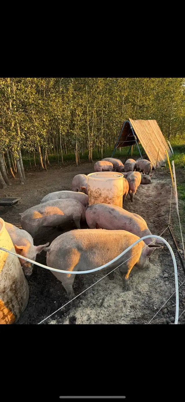 Pasture raised Pork and Chicken