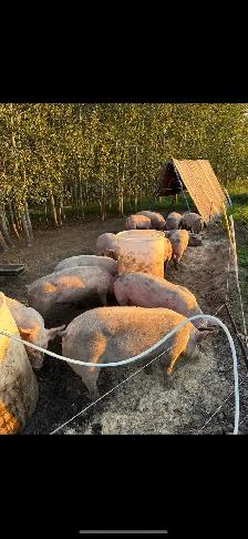 Pasture raised Pork and Chicken