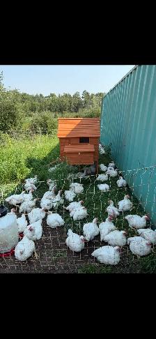 Pasture raised Pork and Chicken - Photo 2