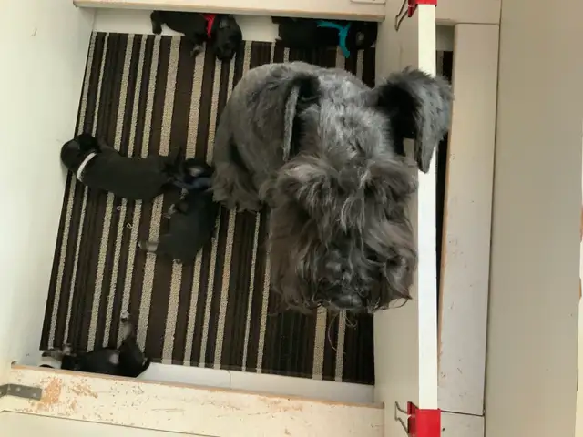 MINIATURE SCHNAUZER
