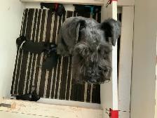 MINIATURE SCHNAUZER