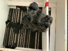 MINIATURE SCHNAUZER - Photo 2