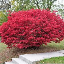 Burning Bushes