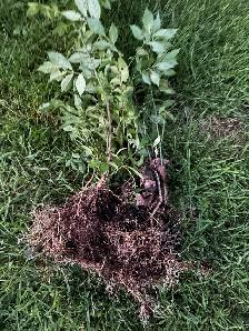 Burning Bushes - Photo 2