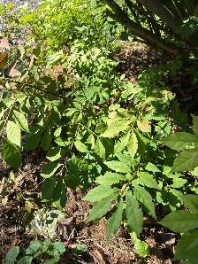 Burning Bushes - Photo 3