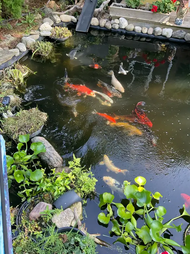 Koi pond fish