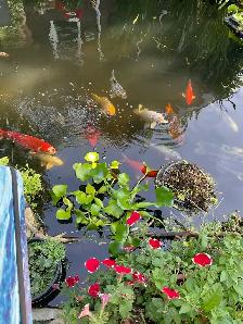 Koi pond fish - Photo 2