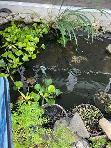 Koi pond fish - Photo 3