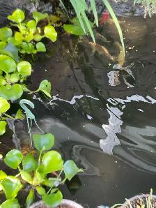 Koi pond fish - Photo 4