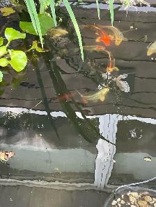 Koi pond fish - Photo 5