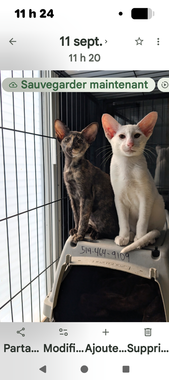 Chaton oriental