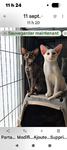 Chaton oriental