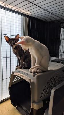Chaton oriental - Photo 2