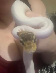 still available ball python’s with everything