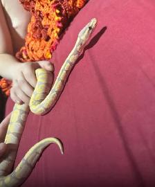 still available ball python’s with everything - Photo 2