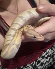 still available ball python’s with everything - Photo 3