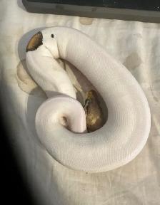 still available ball python’s with everything - Photo 4
