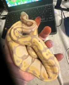 still available ball python’s with everything - Photo 5