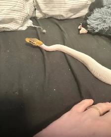 still available ball python’s with everything - Photo 6