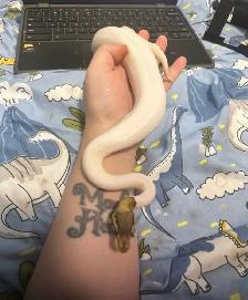 still available ball python’s with everything - Photo 8