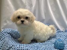 Adorable MALSHI PUPPIES!!