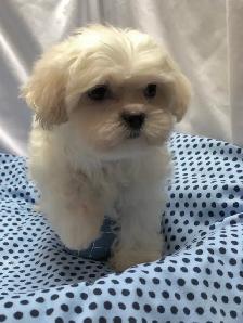 Adorable MALSHI PUPPIES!! - Photo 2