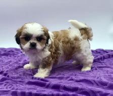 Adorable MALSHI PUPPIES!! - Photo 3