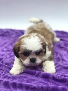 Adorable MALSHI PUPPIES!! - Photo 4