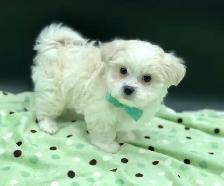 Adorable MALSHI PUPPIES!! - Photo 5