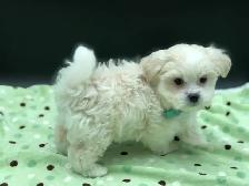 Adorable MALSHI PUPPIES!! - Photo 6