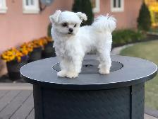 Adorable MALSHI PUPPIES!! - Photo 7