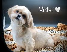 Adorable MALSHI PUPPIES!! - Photo 8