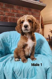 Cockapoo Puppies