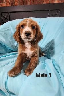 Cockapoo Puppies - Photo 2