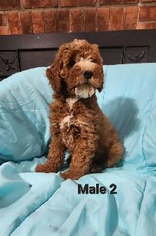 Cockapoo Puppies - Photo 3