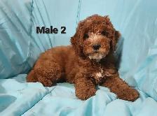 Cockapoo Puppies - Photo 4