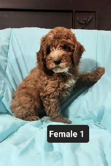 Cockapoo Puppies - Photo 5