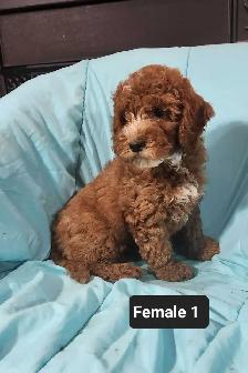 Cockapoo Puppies - Photo 6