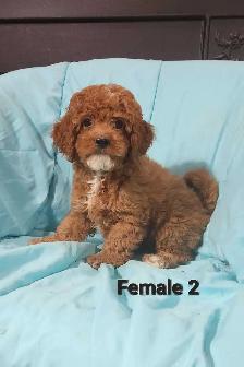 Cockapoo Puppies - Photo 7