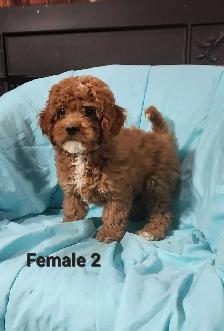 Cockapoo Puppies - Photo 8