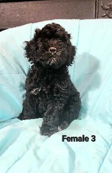 Cockapoo Puppies - Photo 9